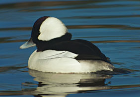 PHOTO: Buffleheads