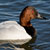 PHOTO: Canvasback Duck