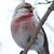 PHOTO: Common Redpoll
