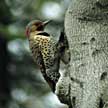 PHOTO: Northern flicker