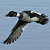 PHOTO: Common Goldeneye