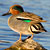 PHOTO: Green-winged Teal