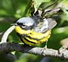 PHOTO: magnolia warbler