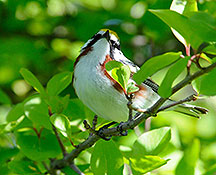 PHOTO: Warbler at a feeder