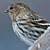 PHOTO: pine siskin