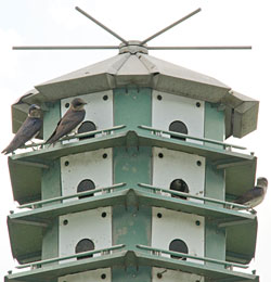 PHOTO: purple martin house at the Garden.