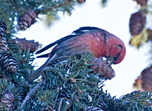 PHOTO: common redpoll