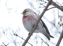 PHOTO: common redpoll
