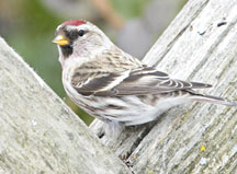 PHOTO: common redpoll