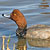 PHOTO: Redhead Duck