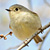 PHOTO: Ruby-crowned kinglet