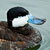 PHOTO: Ruddy Duck
