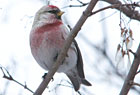 PHOTO: common redpoll
