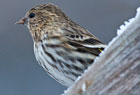 PHOTO: pine siskin