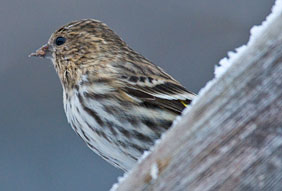 PHOTO: Pine siskin