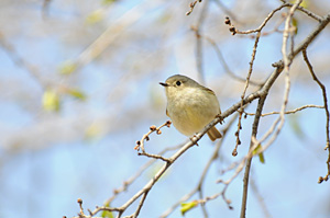 PHOTO: ruby crowned kinglet