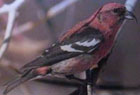 PHOTO: white-winged crossbill