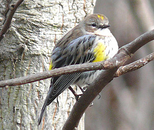 PHOTO: Yellow-rumped warbler