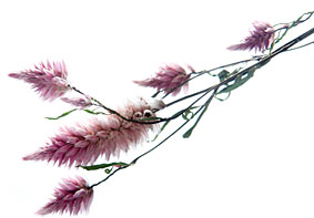 PHOTO: wildflower bloom