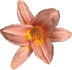 Plant Sale