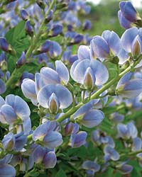 PHOTO: wildflower bloom
