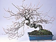 bonsai