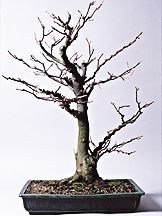 bonsai