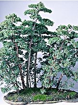 bonsai