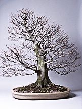 bonsai