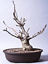 bonsai