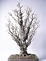 bonsai