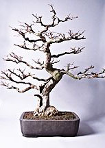bonsai
