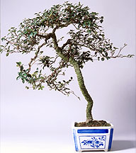 bonsai