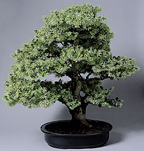 Gardens and Natural Areas | Chicago Botanic Garden