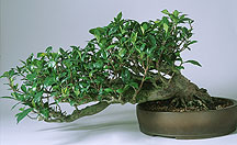 bonsai