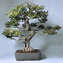 bonsai