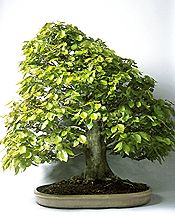 bonsai