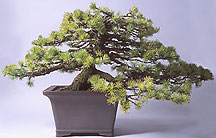 bonsai