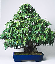 bonsai