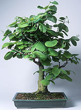 bonsai