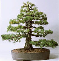 bonsai