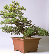 bonsai