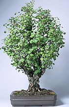 bonsai