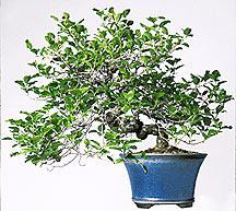 bonsai