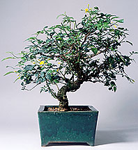 bonsai