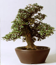 bonsai