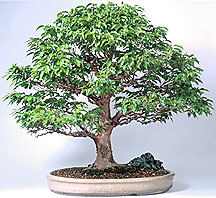 bonsai