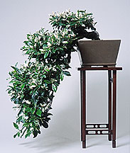 bonsai