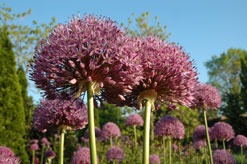 PHOTO: allium blooms