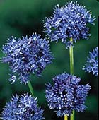 PHOTO: Allium caeruleum